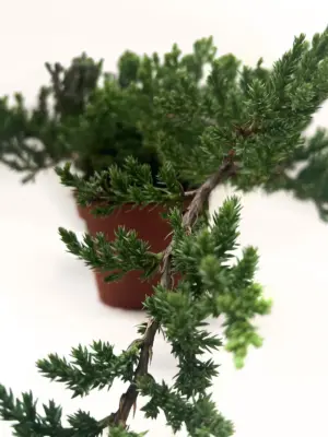 Bonsai Juniper — additional view