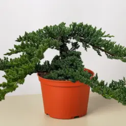 Bonsai Juniper — additional view