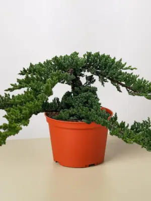 Bonsai Juniper — additional view
