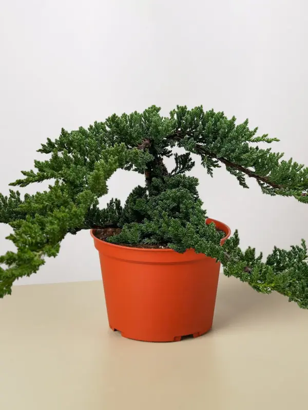 Bonsai Juniper — additional view