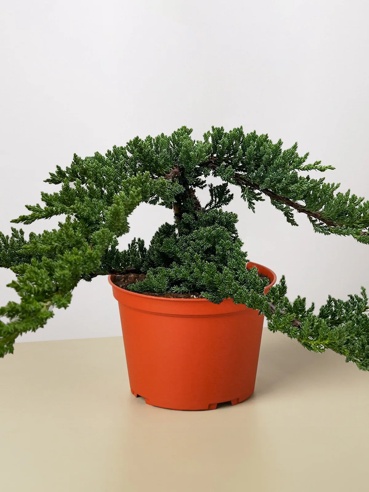 Bonsai Juniper — additional view