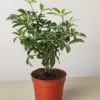 Bonsai Schefflera Arboricola houseplant