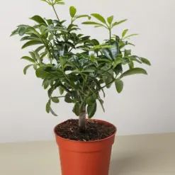 Bonsai Schefflera Arboricola houseplant