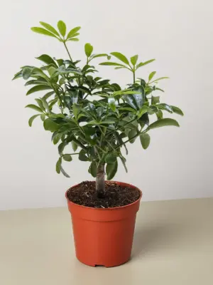 Bonsai Schefflera Arboricola houseplant