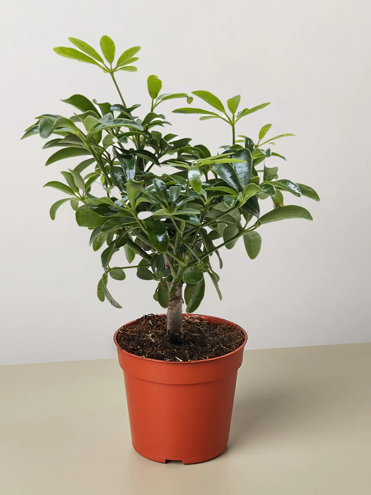 Bonsai Schefflera Arboricola houseplant