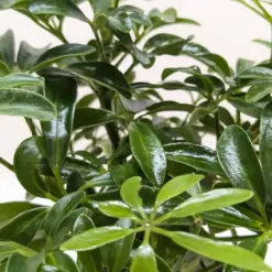 Bonsai Schefflera Arboricola — additional view