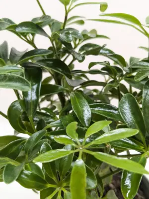 Bonsai Schefflera Arboricola — additional view