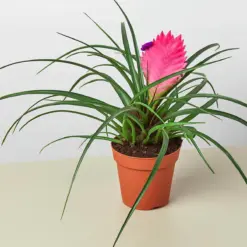 Bromeliad Cyanea 'Pink Quill' houseplant