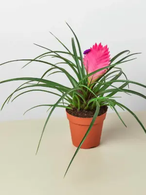 Bromeliad Cyanea 'Pink Quill' houseplant