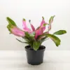 Bromeliad 'Donna' houseplant