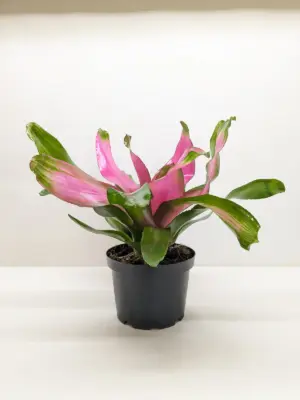Bromeliad 'Donna' houseplant