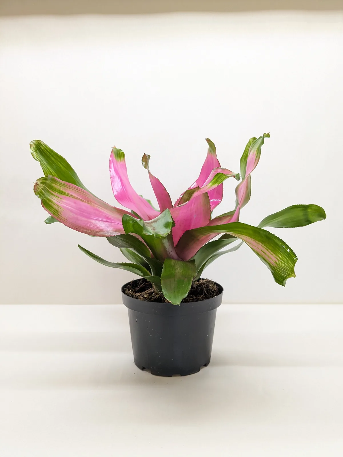 Bromeliad 