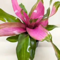 Bromeliad 'Donna' — additional view