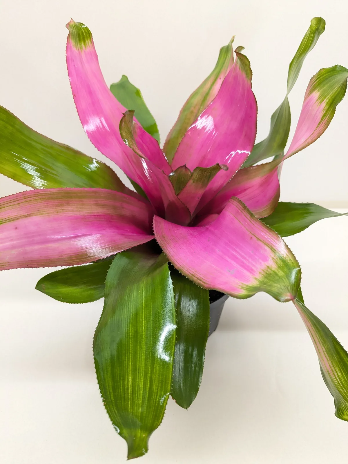 Bromeliad 