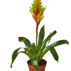 Bromeliad Vriesea 'Energy' houseplant