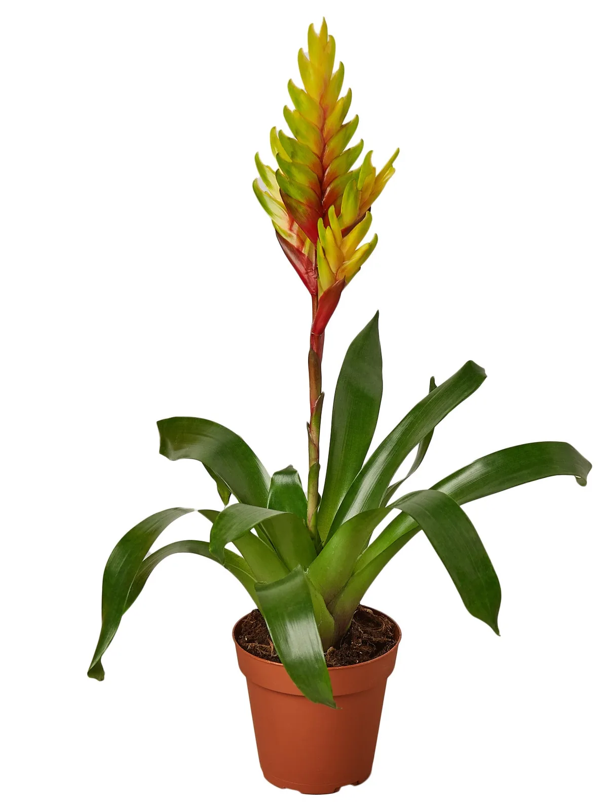 Bromeliad Vriesea 