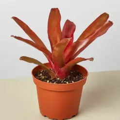 Bromeliad 'Fireball' houseplant