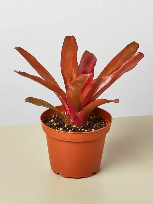 Bromeliad 'Fireball' houseplant