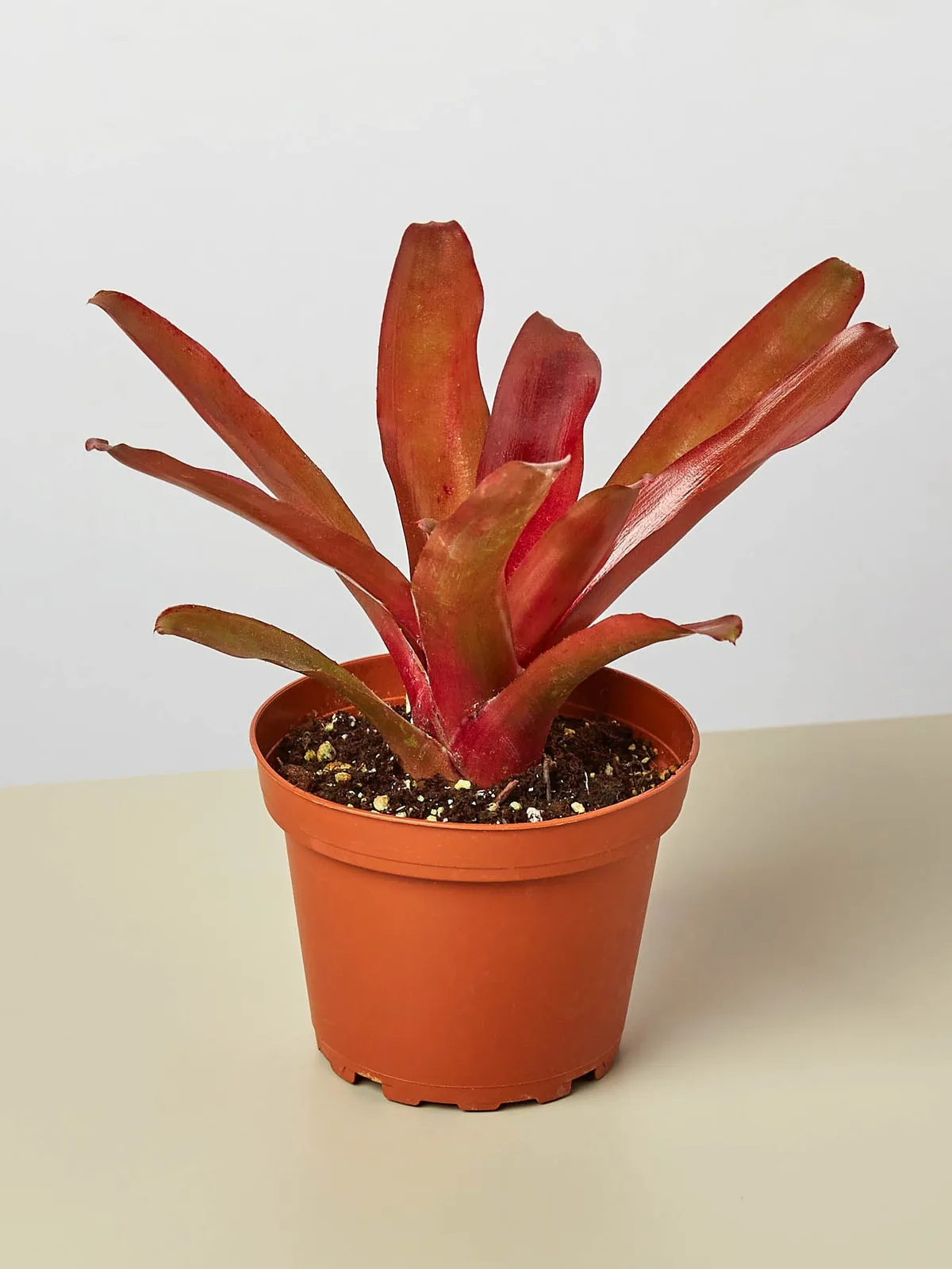 Bromeliad 