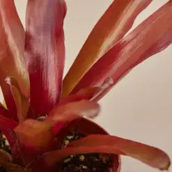 Bromeliad 'Fireball' — leaf detail close-up