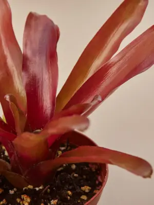 Bromeliad 'Fireball' — leaf detail close-up