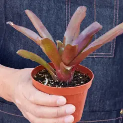 Bromeliad 'Fireball' — held in hand for size reference