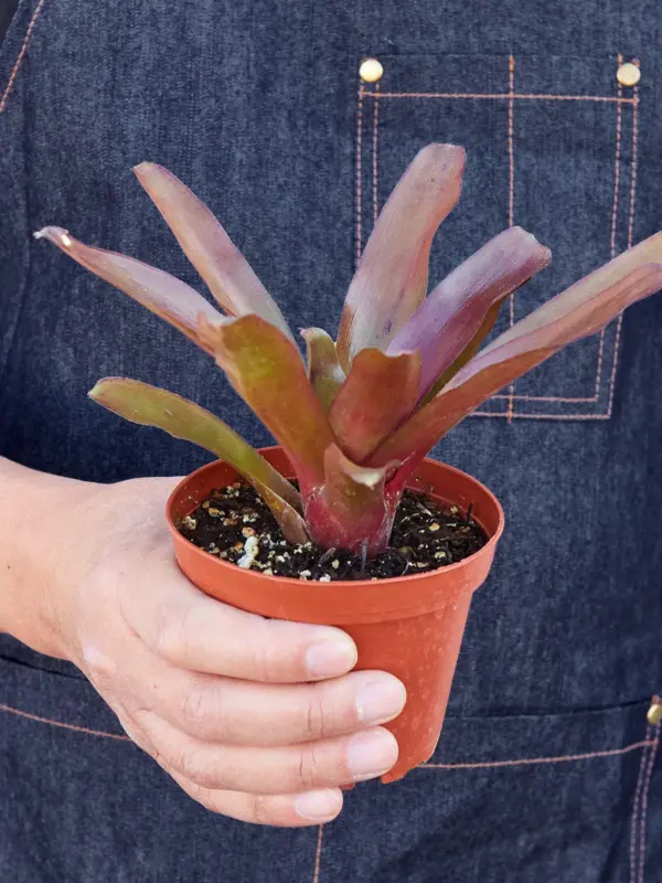 Bromeliad 'Fireball' — held in hand for size reference