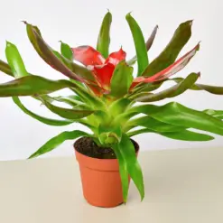 Bromeliad 'Medusa' houseplant