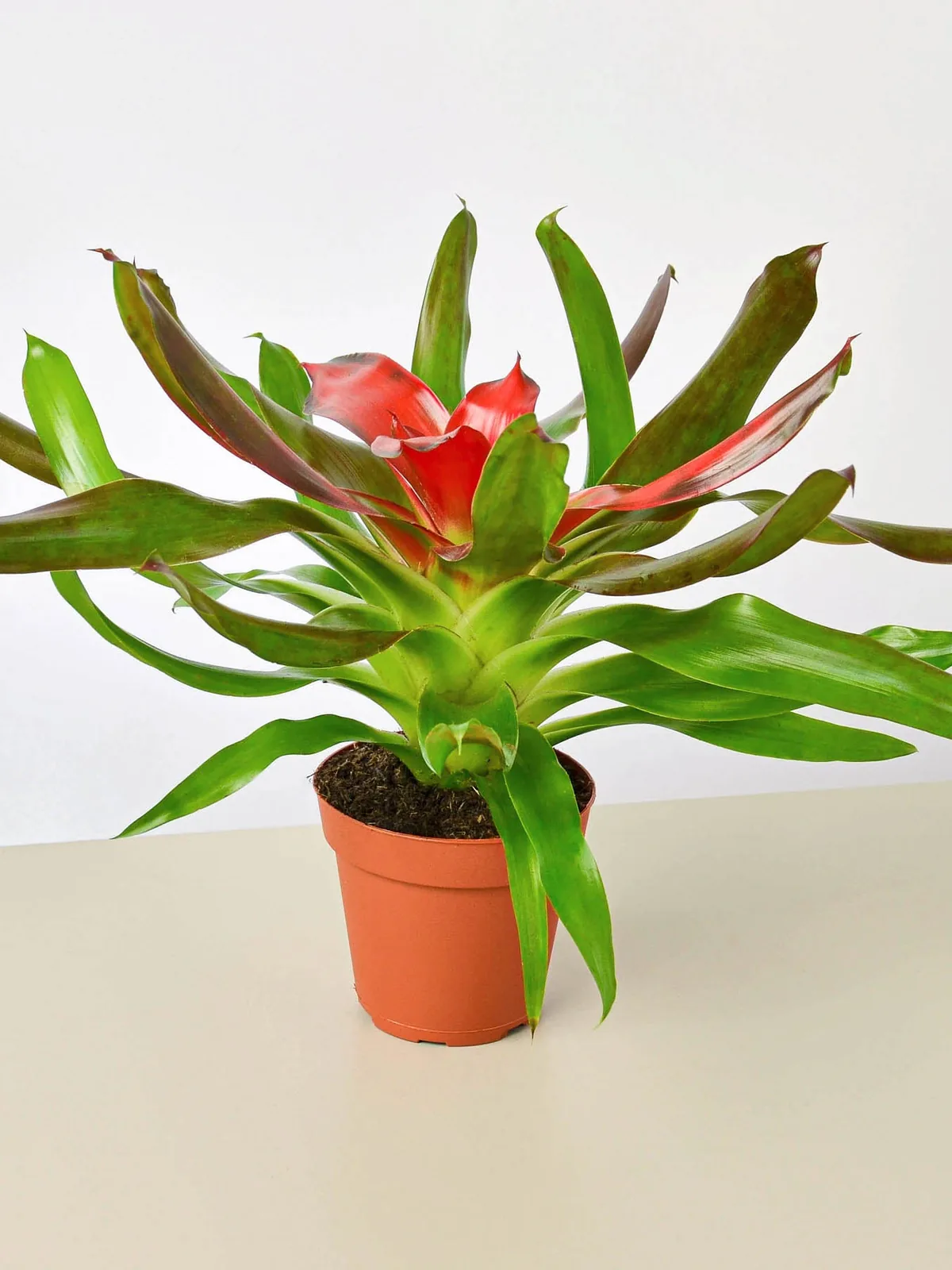 Bromeliad 