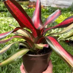 Bromeliad 'Pimiento' houseplant