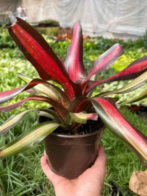 Bromeliad 'Pimiento' houseplant