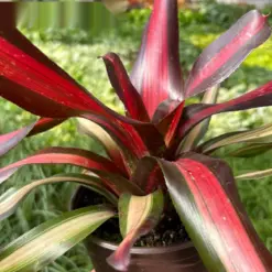 Bromeliad 'Pimiento' — additional view