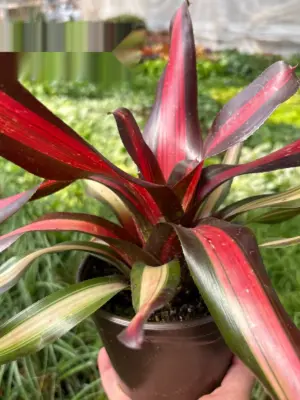 Bromeliad 'Pimiento' — additional view