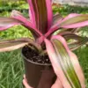 Bromeliad 'Pink Magic' houseplant