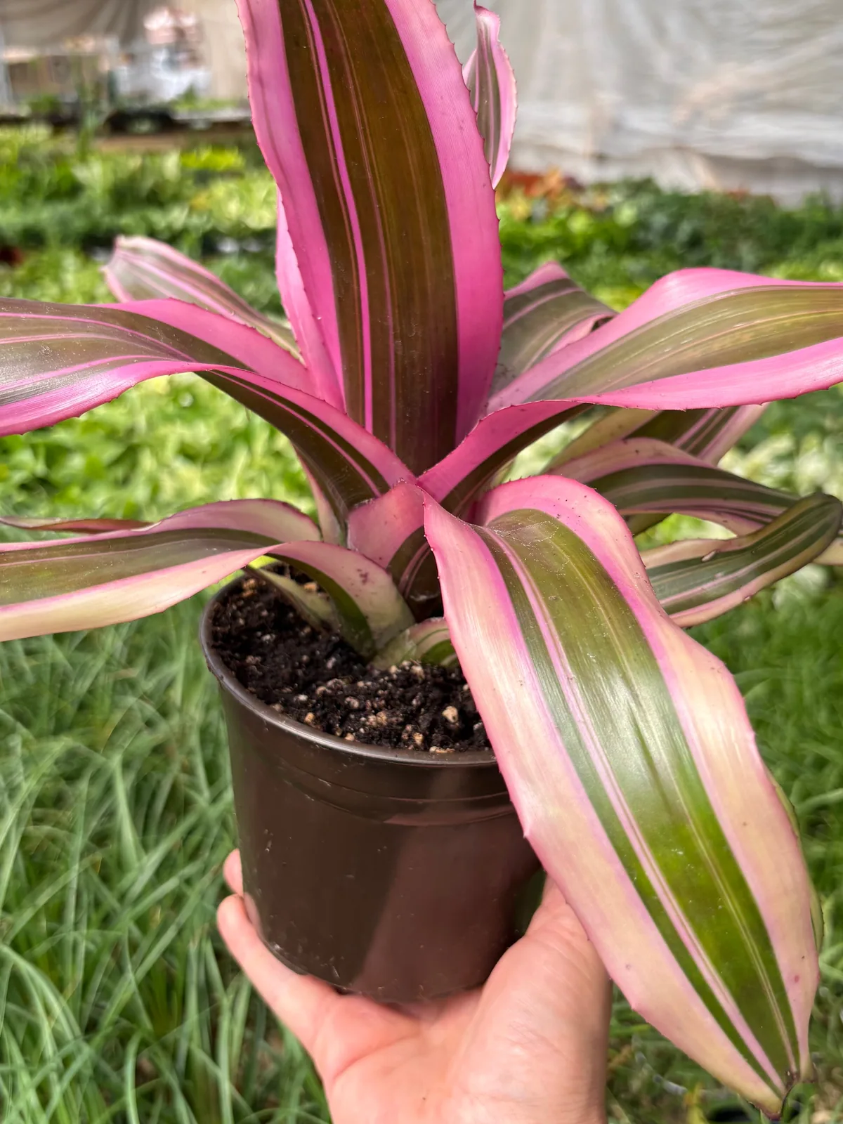 Bromeliad 