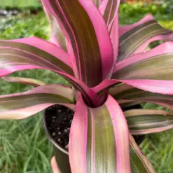 Bromeliad 'Pink Magic' — additional view