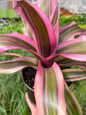 Bromeliad 'Pink Magic' — additional view