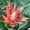 Bromeliad 'Silver Vase' houseplant