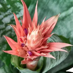 Bromeliad 'Silver Vase' houseplant