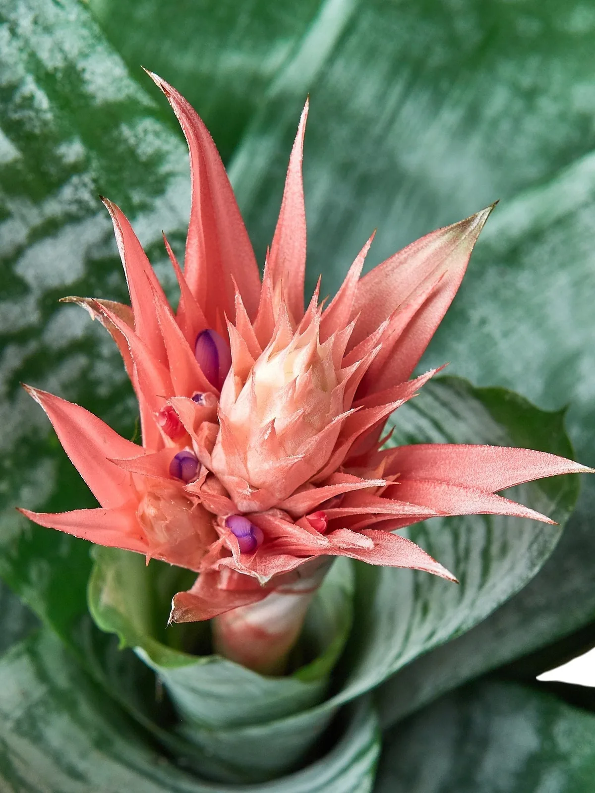 Bromeliad 