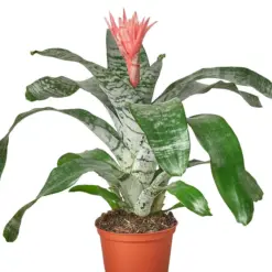 Bromeliad 'Silver Vase' — additional view