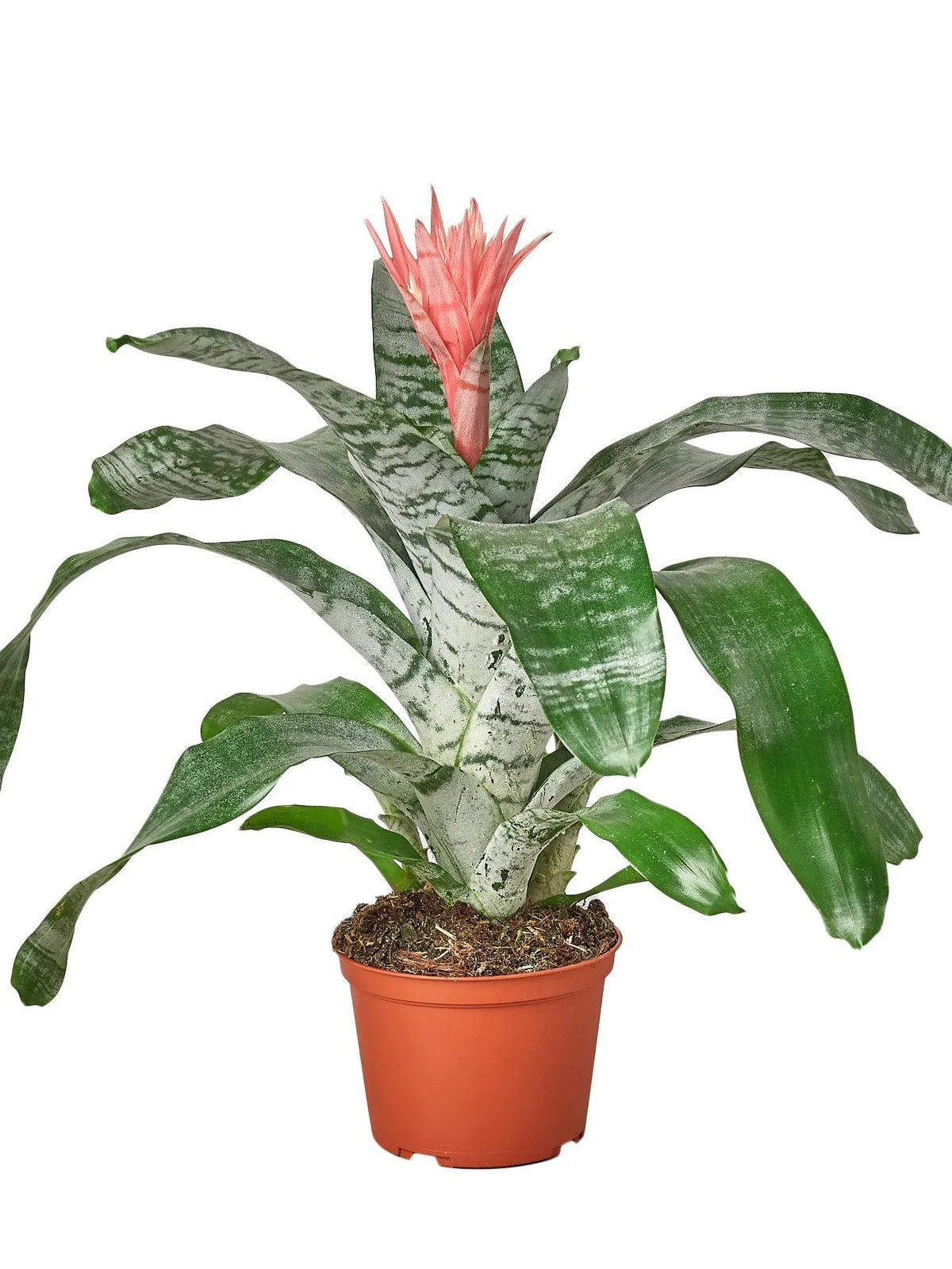 Bromeliad 