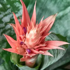 Bromeliad 'Silver Vase' — leaf detail close-up
