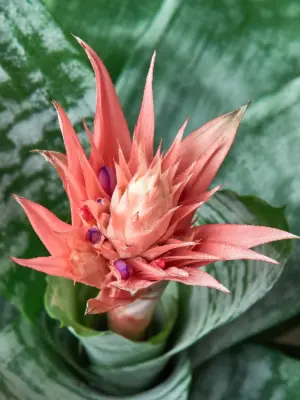 Bromeliad 'Silver Vase' — leaf detail close-up