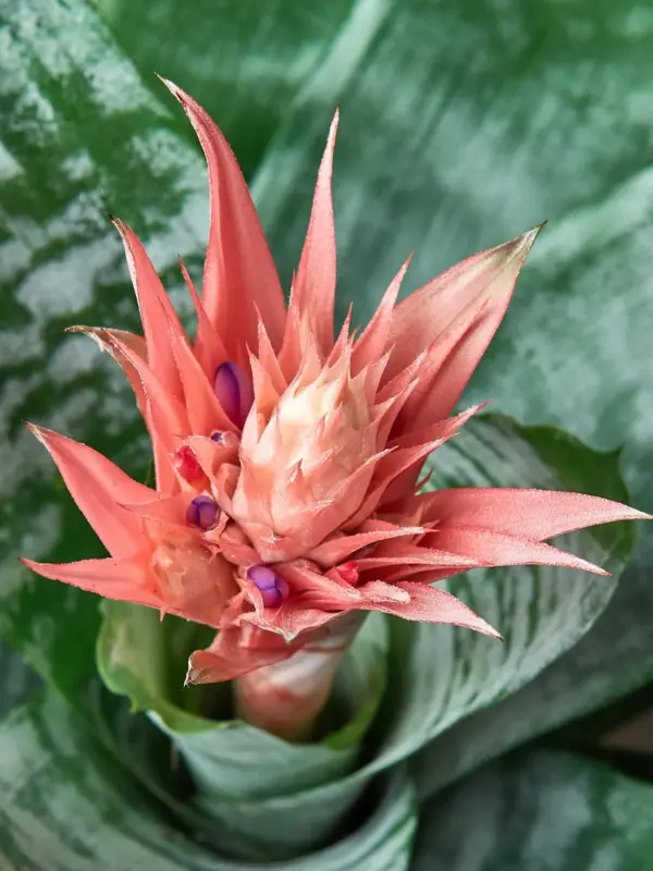 Bromeliad 'Silver Vase' — leaf detail close-up