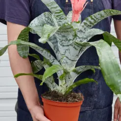 Bromeliad 'Silver Vase' — held in hand for size reference