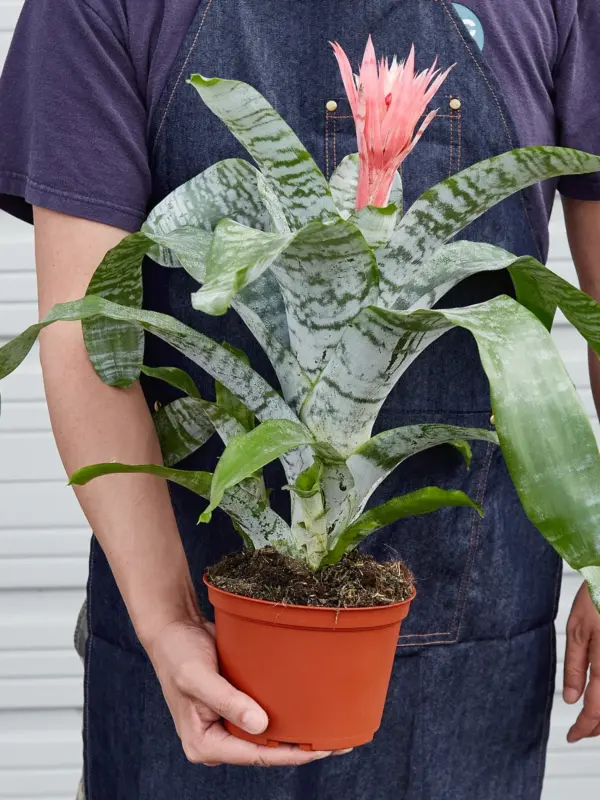 Bromeliad 'Silver Vase' — held in hand for size reference
