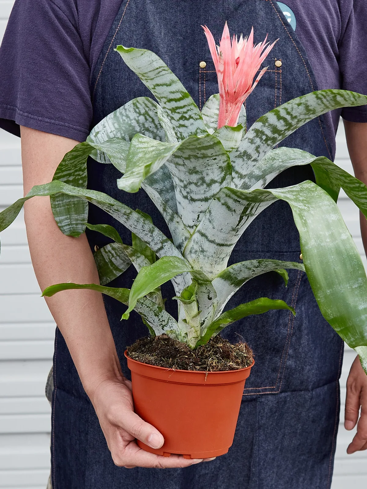 Bromeliad 