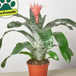 Bromeliad 'Silver Vase' — additional view