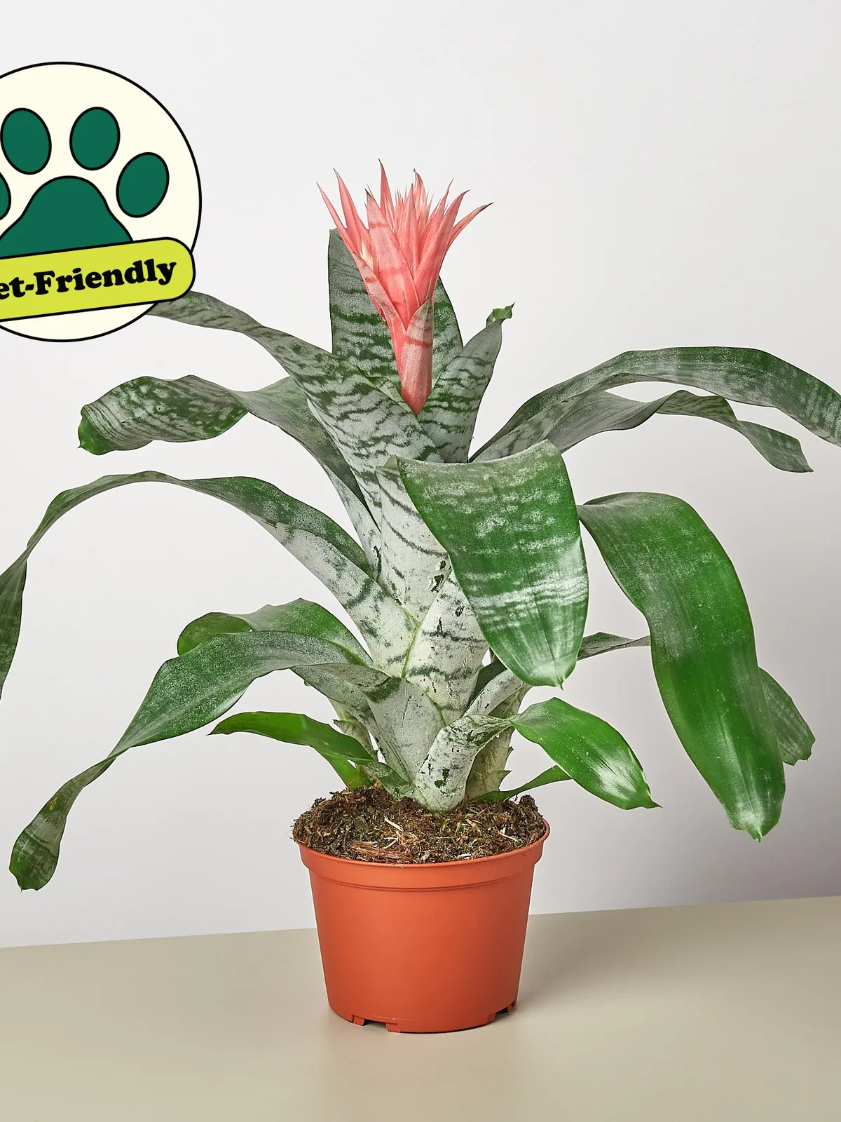 Bromeliad 